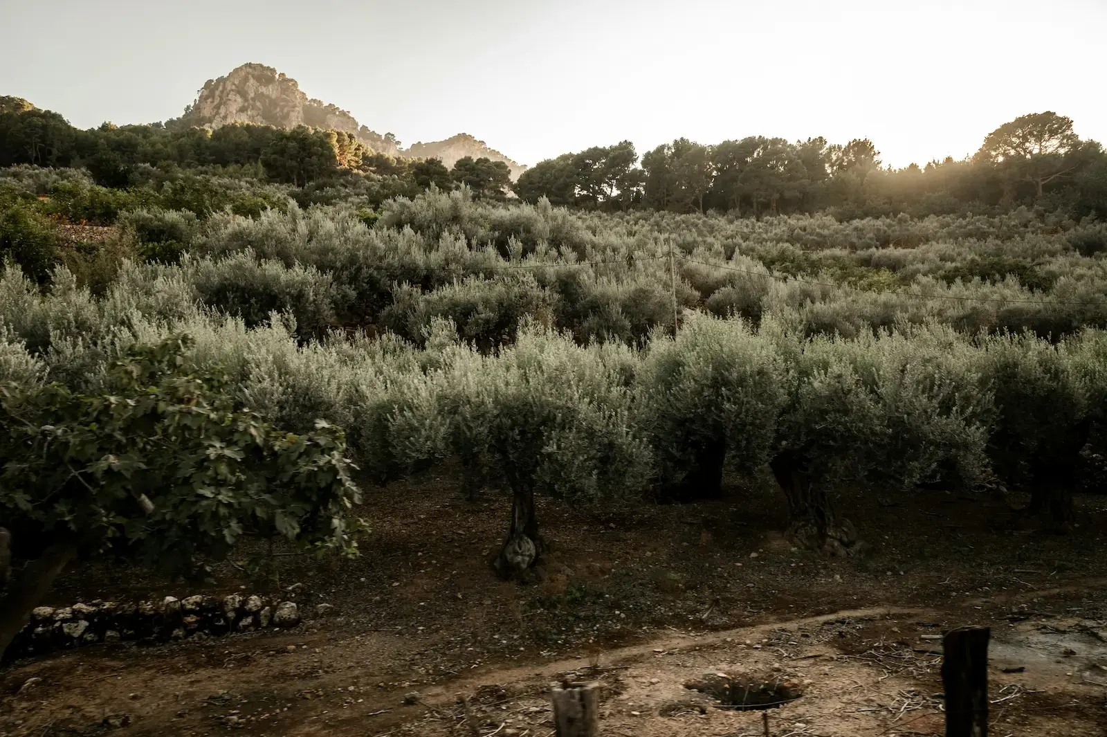 Módulos agrícolas en la Renta 2025: gasóleo y fertilizantes ya no se reducen